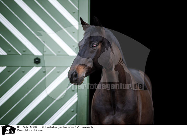 Warmblood Horse / VJ-01886
