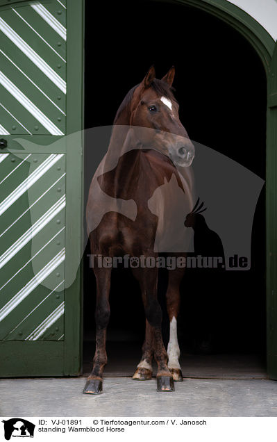 standing Warmblood Horse / VJ-01891