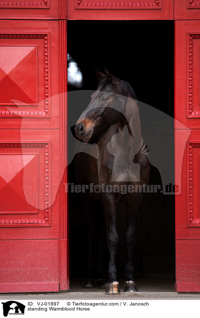 standing Warmblood Horse / VJ-01897