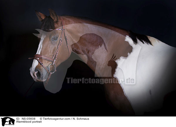 Warmblood portrait / NS-05608