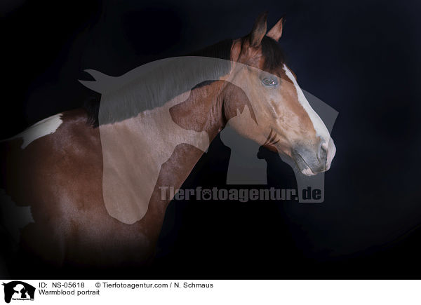 Warmblood portrait / NS-05618
