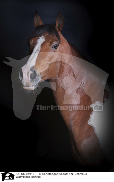 Warmblood portrait / NS-05619
