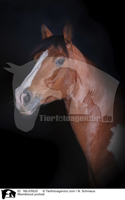 Warmblood portrait / NS-05620