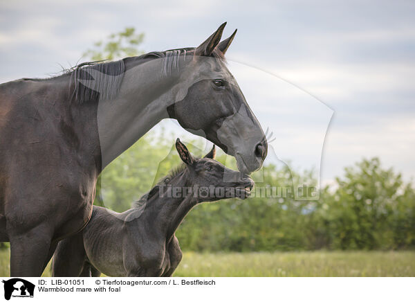 Warmblood mare with foal / LIB-01051