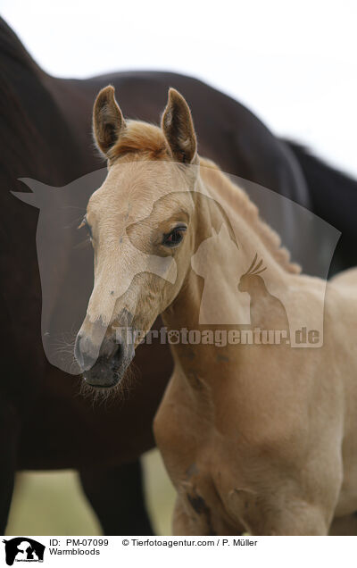 Warmbloods / PM-07099