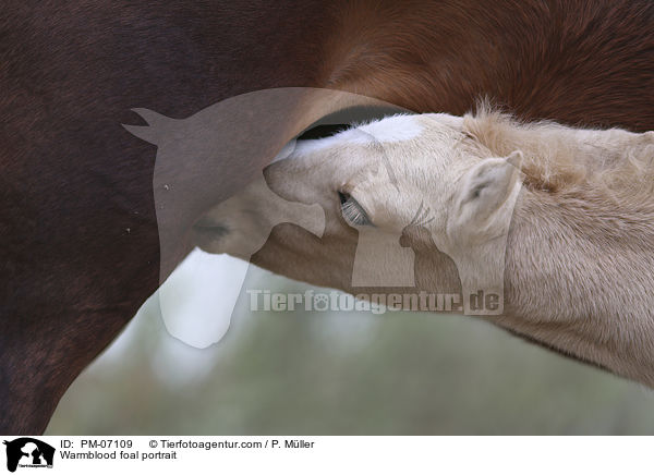 Warmblood foal portrait / PM-07109