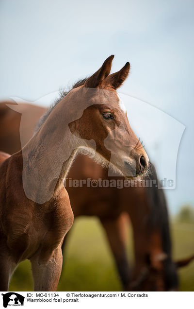 Warmblutfohlen Portrait / Warmblood foal portrait / MC-01134