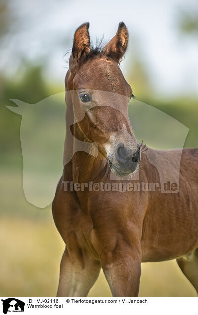 Warmblood foal / VJ-02116