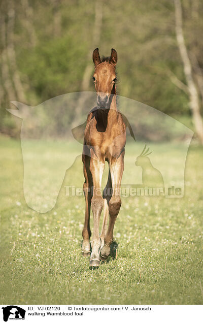 walking Warmblood foal / VJ-02120