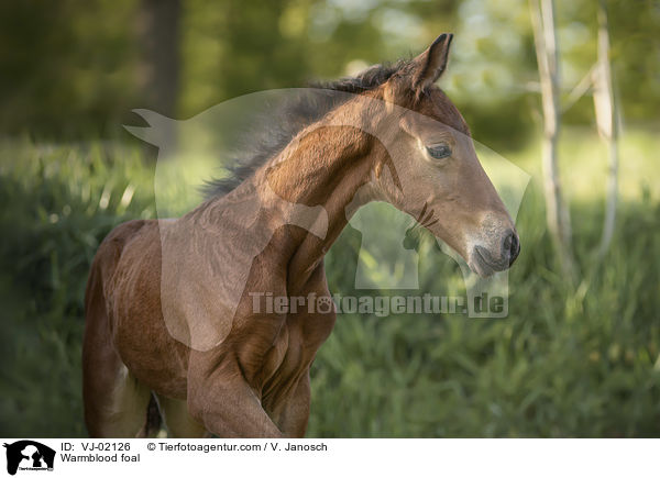 Warmblood foal / VJ-02126