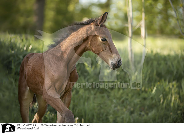 Warmblood foal / VJ-02127
