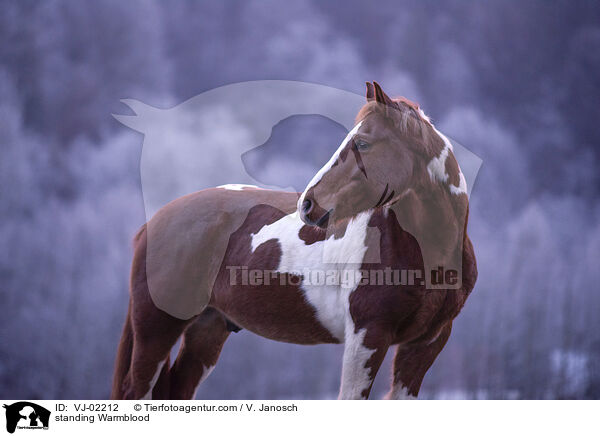 standing Warmblood / VJ-02212