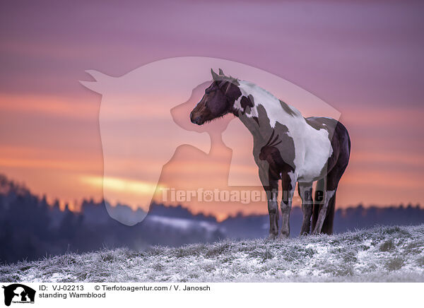 standing Warmblood / VJ-02213