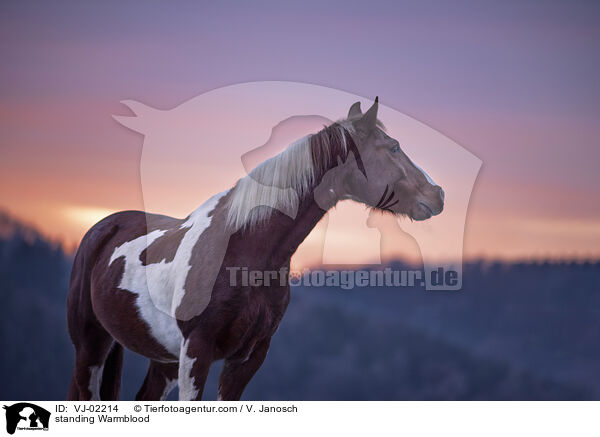 standing Warmblood / VJ-02214