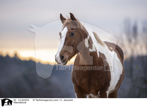 Warmblood / VJ-02223
