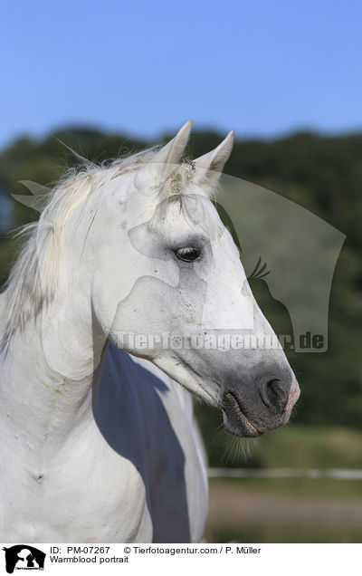 Warmblut Portrait / Warmblood portrait / PM-07267
