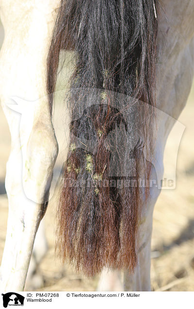 Warmblood / PM-07268