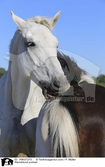 Warmblood portrait / PM-07270