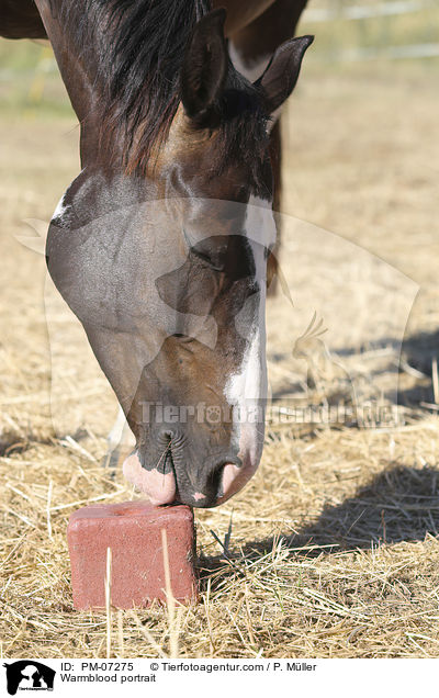 Warmblood portrait / PM-07275