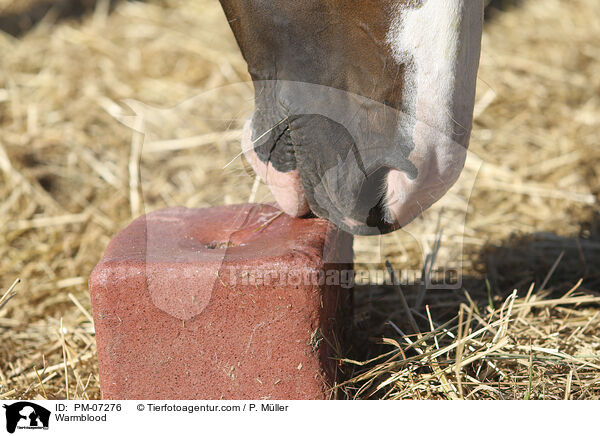 Warmblood / PM-07276