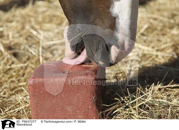 Warmblood / PM-07277