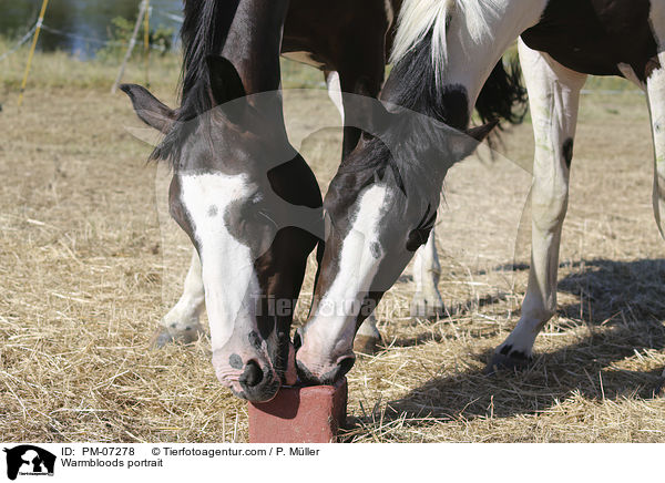 Warmbloods portrait / PM-07278