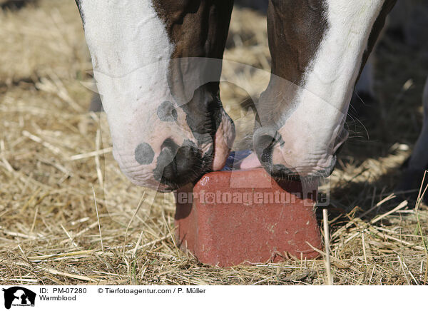 Warmblood / PM-07280