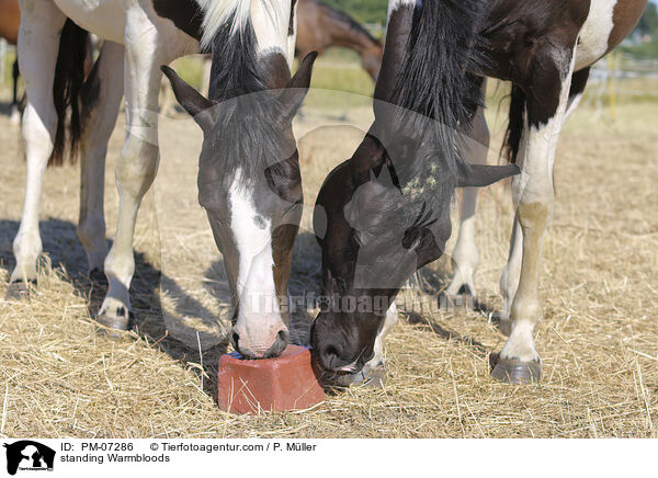standing Warmbloods / PM-07286
