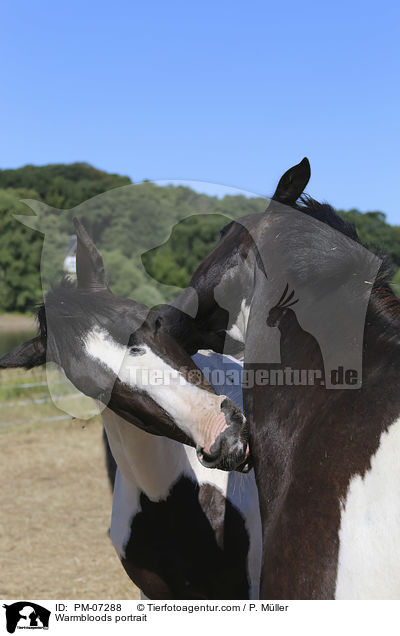 Warmbloods portrait / PM-07288