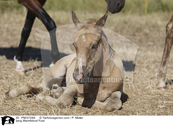 liegendes Warmblut Fohlen / lying Warmblood Foal / PM-07289