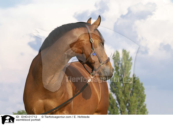 warmblood portrait / EHO-01712
