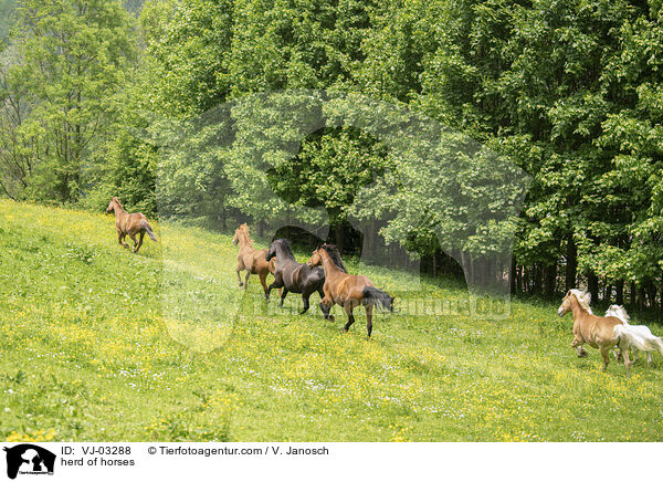 herd of horses / VJ-03288