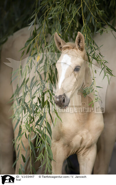 foal / VJ-03447