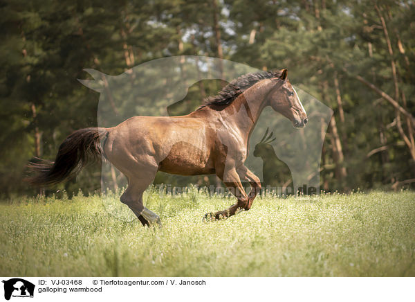 galoppierendes Warmblut / galloping warmbood / VJ-03468