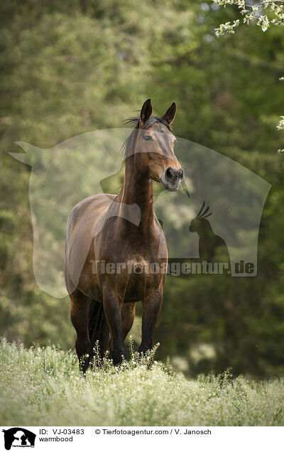 warmbood / VJ-03483