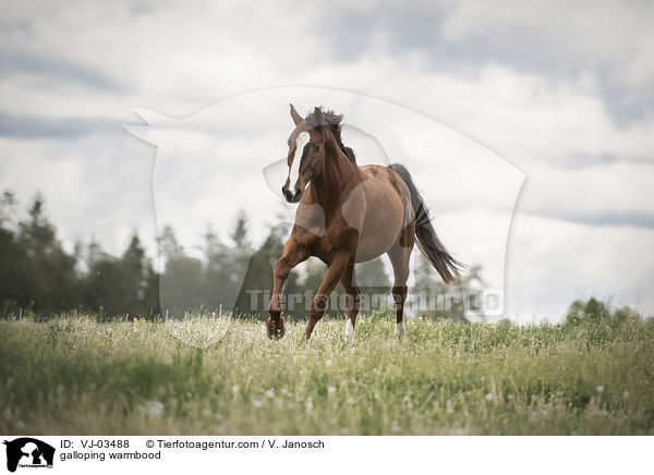 galoppierendes Warmblut / galloping warmbood / VJ-03488