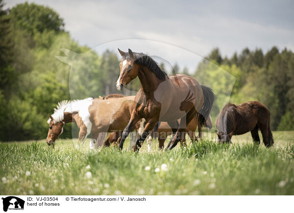 herd of horses / VJ-03504