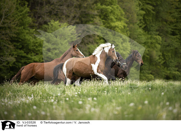 herd of horses / VJ-03526