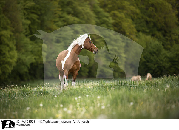 warmbood / VJ-03528