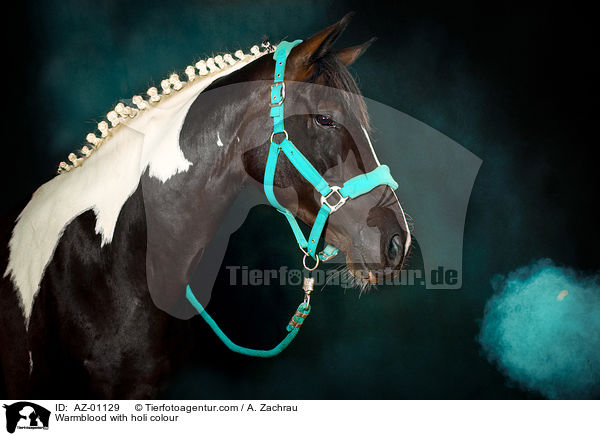 Warmblood with holi colour / AZ-01129