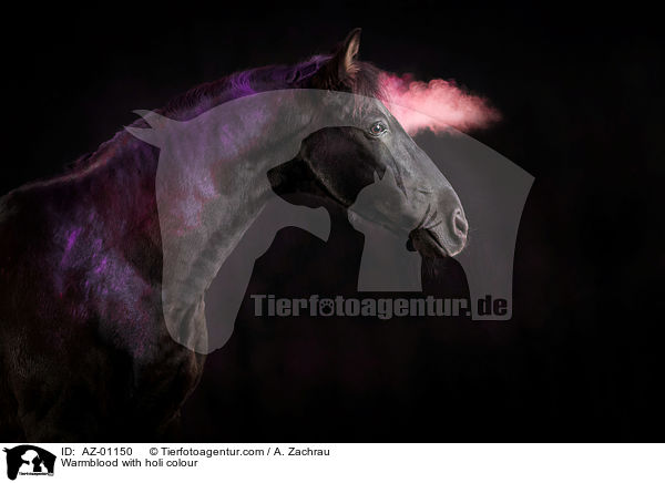 Warmblood with holi colour / AZ-01150