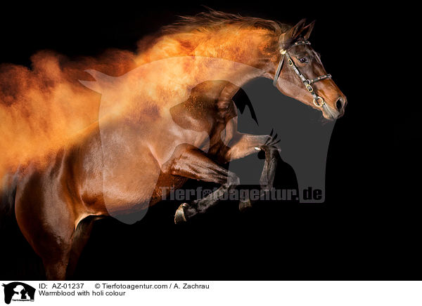 Warmblut mit Holi Farbe / Warmblood with holi colour / AZ-01237