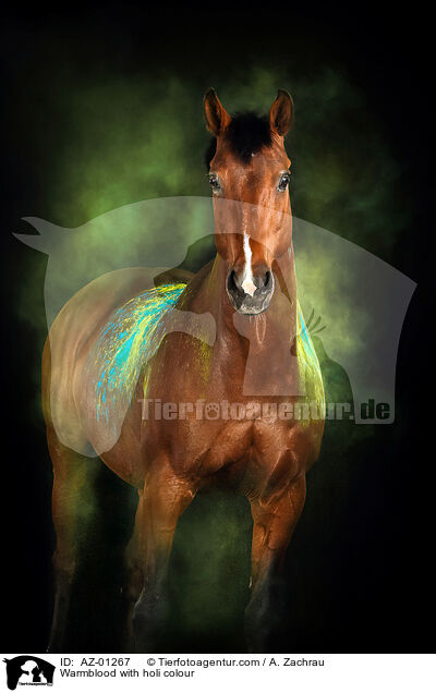 Warmblood with holi colour / AZ-01267