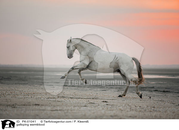 galoppierendes Warmblut / galloping warmblood / PK-01041