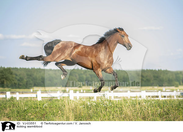Warmblut keilt aus / kicking warmblood / VJ-03551