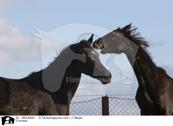 2 Pferde / 2 horses / JM-03845