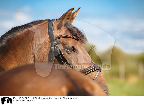 Warmblut Portrait / warmblood portrait / KB-05523