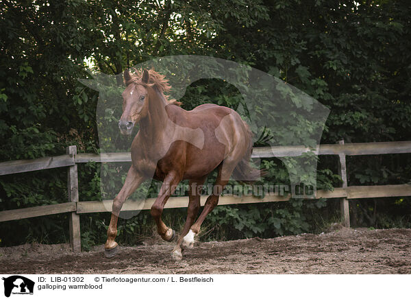 galoppierendes Warmblut / galloping warmblood / LIB-01302