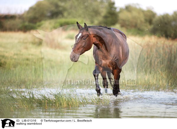 walking warmblood / LIB-01316