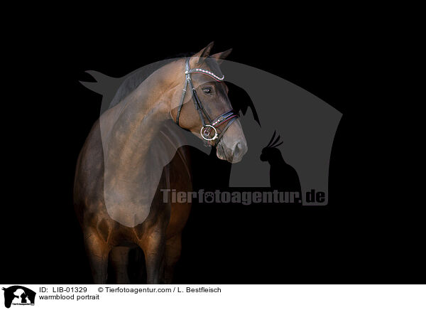 Warmblut Portrait / warmblood portrait / LIB-01329